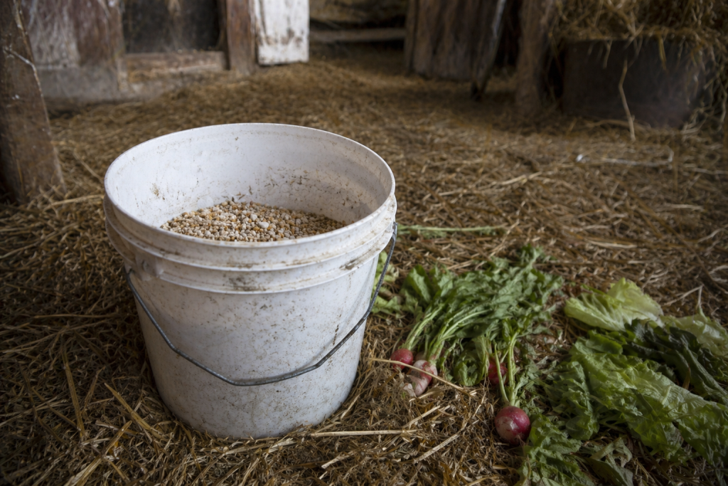 Grain and garden scraps