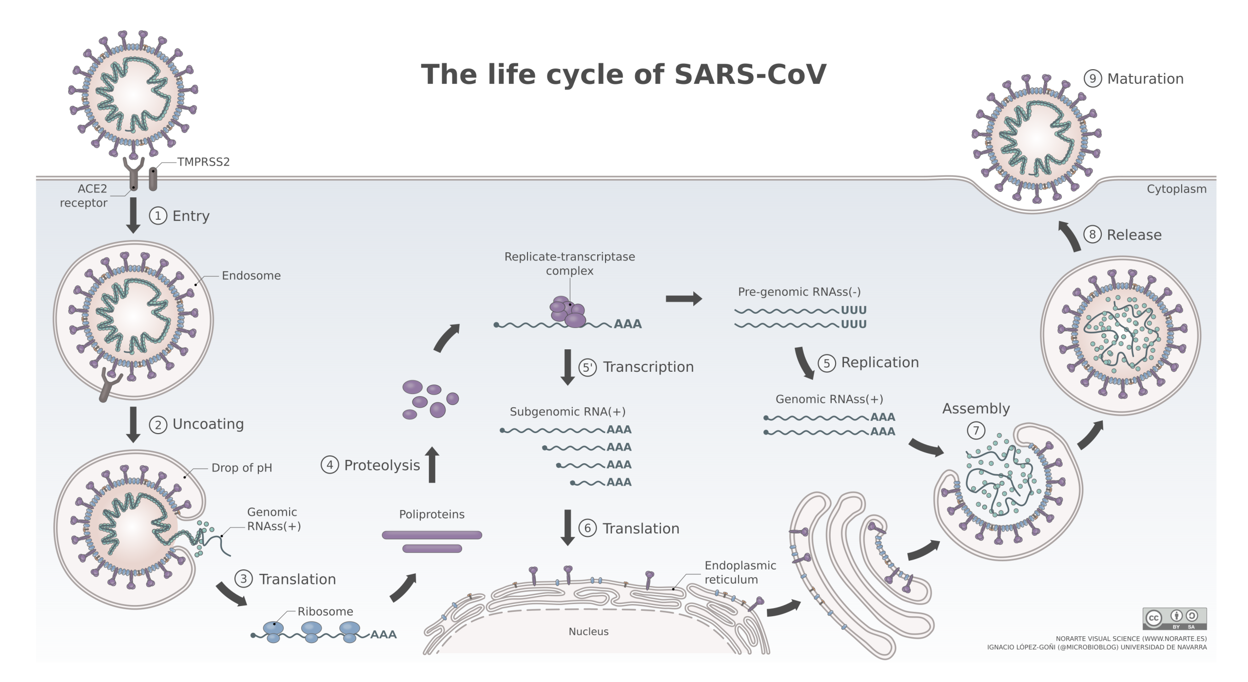 Simplified intracellular replication cycle of SARS-CoV-2. Viral genome replication and transcription occur in the cytoplasm rather than through an obligatory nuclear replication stage. Vega Asensio